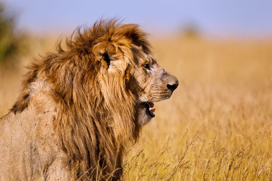 O que a morte de um leão pode ensinar sobre a reputação de um consultório?